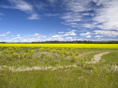 Canola field