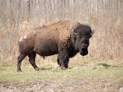 Prairie bison