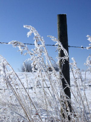 Frost & fence