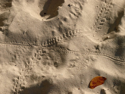 Lizard crossing