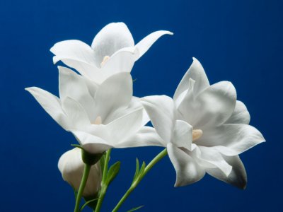 Balloon flowers on blue