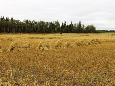 Stooks