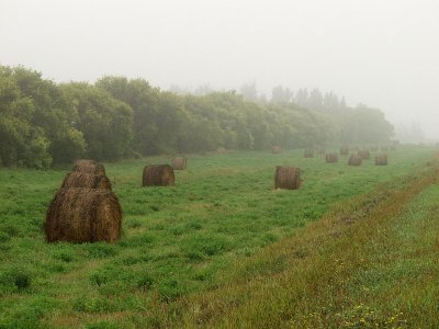 Misty hay bales