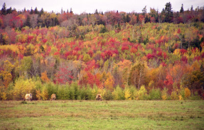 Fall colors & cows - New Brunswick