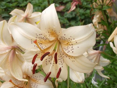 White Asiatic lily