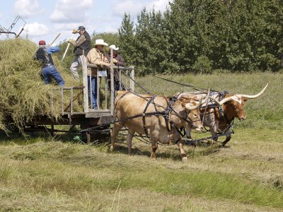 Ox-drawn hay rack