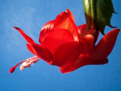 Christmas cactus