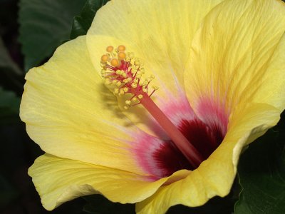 Yellow hibiscus