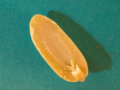 Fish in a peanut