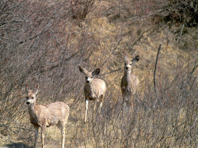 Deer at Beaver Creek