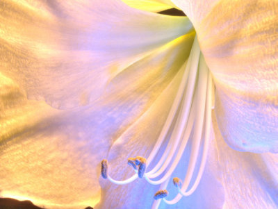 White & blue amaryllis