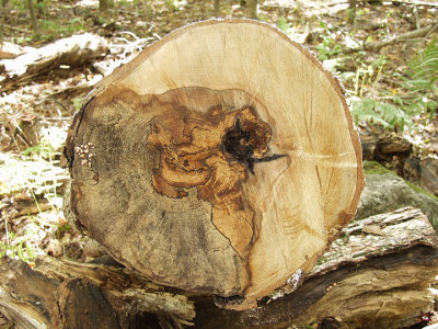 Africa in a log