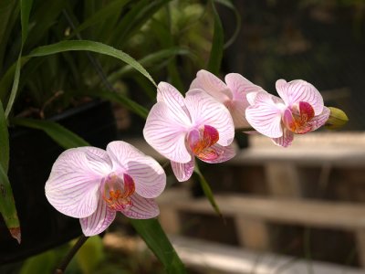 Orchids