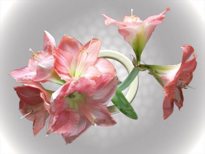 6 blossom amaryllis