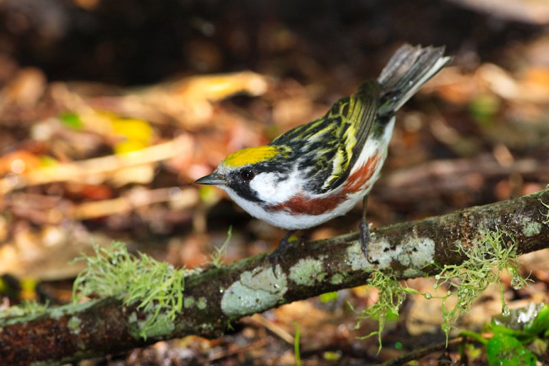 Chestnut-sided warbler 2_1966.jpg