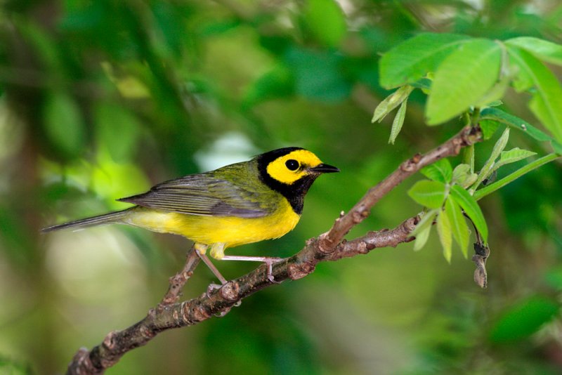 Hooded warbler.jpg