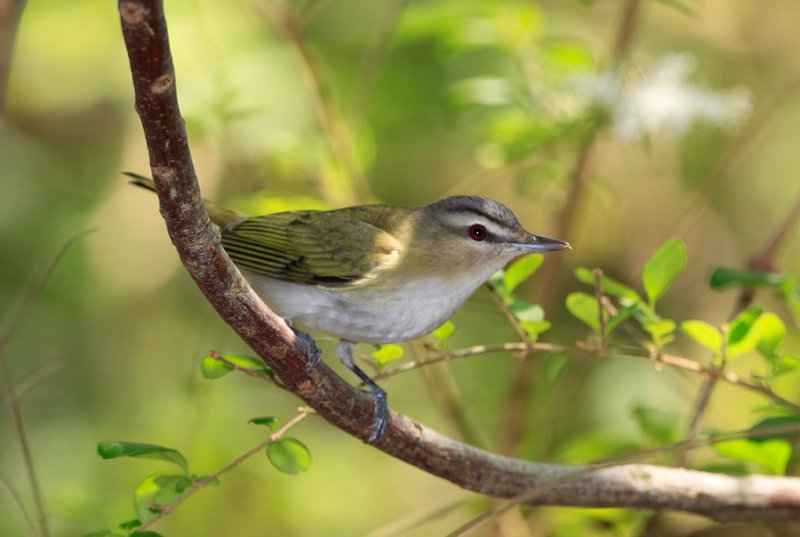 Red-eyed vireo.jpg