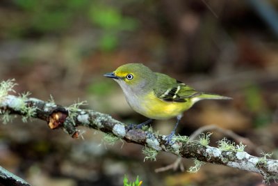 White-eyed vireo.jpg