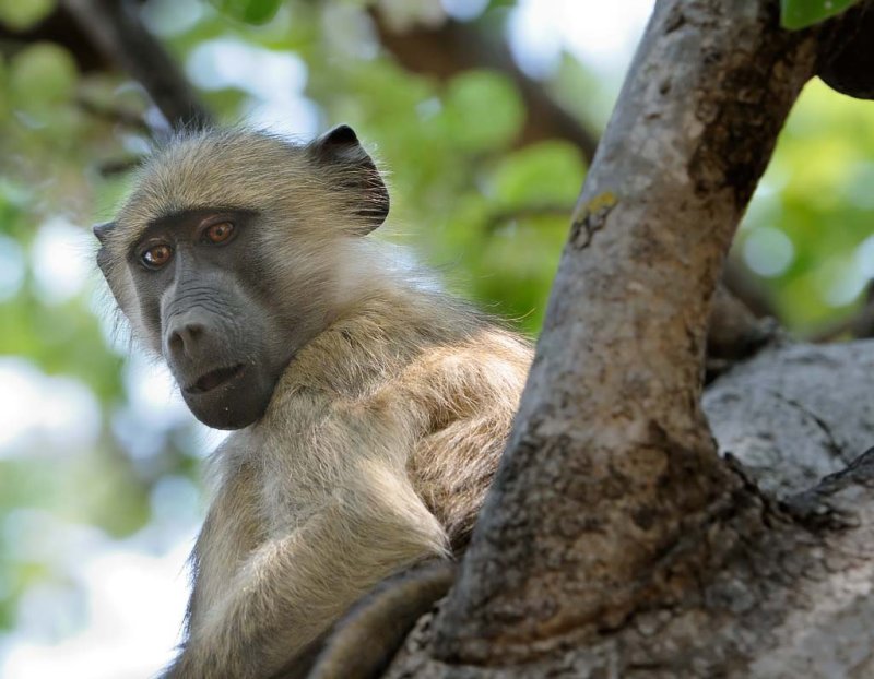 Baboon.jpg