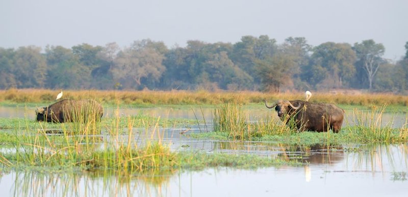 Cape Buffalo and Egrets2+.jpg