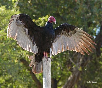 Turkey Vulture warming up.jpg
