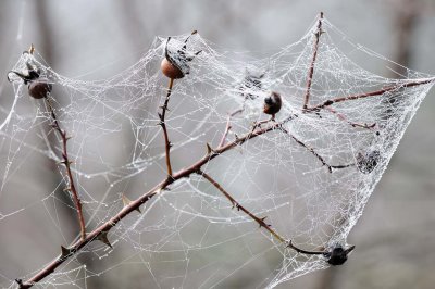 A tangled web.jpg