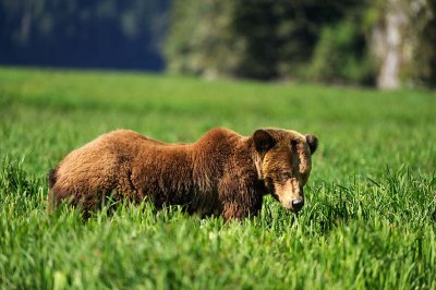 Shoulder deep in sedge grass.jpg