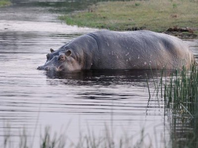 Hippo.jpg