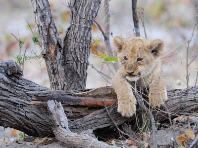 Lion Cub2.jpg