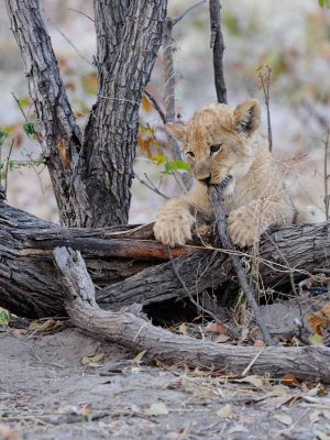 lion Cub3.jpg