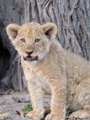 Lion Cub4.jpg