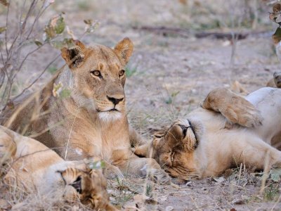 Lioness10.jpg