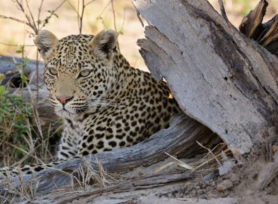 Female Leopard2.jpg