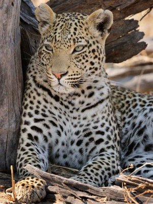 Female Leopard3+.jpg