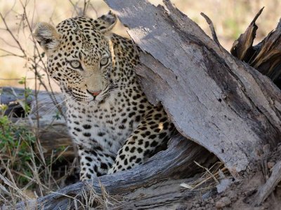 Female Leopard.jpg