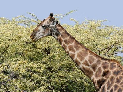 Giraffe Eating Blossums.jpg