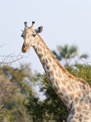Giraffe Portrait.jpg