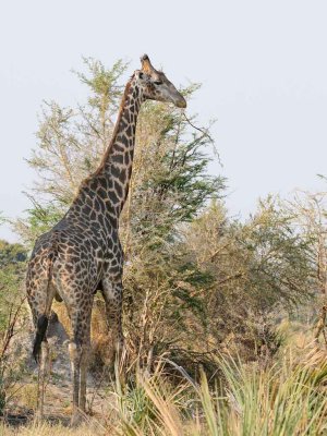 Giraffe.jpg