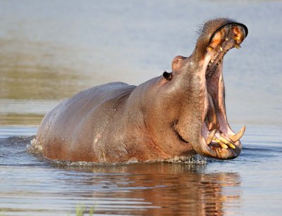 Hippo Threatening.jpg
