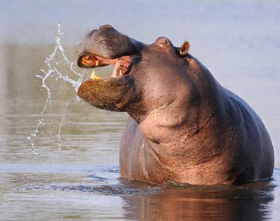Hippo unhappy.jpg