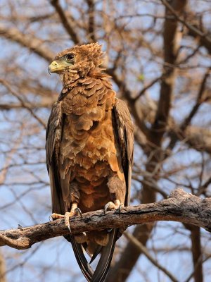 Juvenile Bataleur Eagle2.jpg