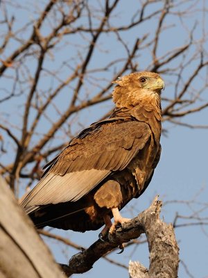 Juvenile Bataleur Eagle.jpg