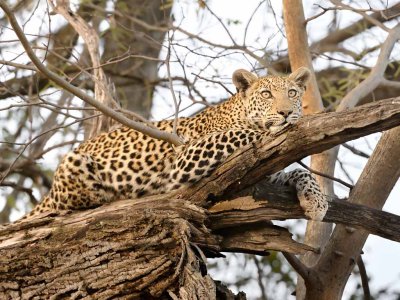 Leopard on a Limb.jpg