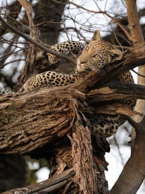 Leopard relaxing.jpg