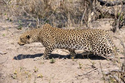 Leopard Stalking.jpg