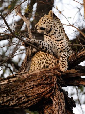 Leopard watching.jpg