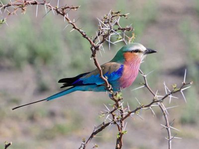 Lilac Breasted Roller2.jpg