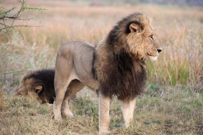 Majestic Male Lion.jpg