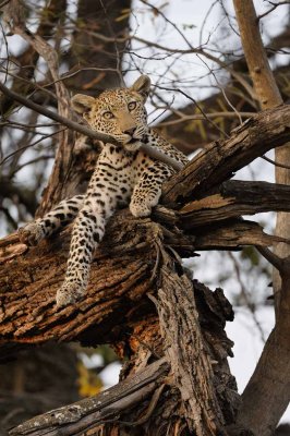 Male Leopard Coy Look.jpg