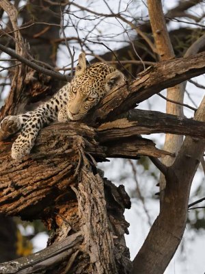 Male Leopard.jpg